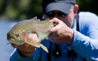 Rainbow Trout