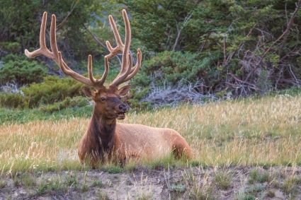 Buul Elk in Velvet