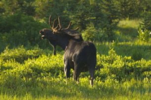Bull Moose in Utah