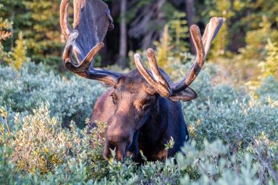 Bull Moose in Summer Velvet Bull Moose in Summer Velvet