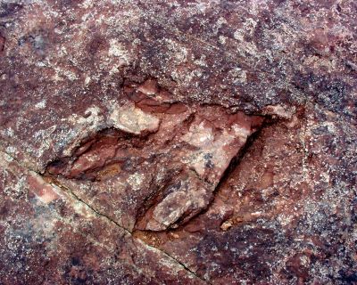 Dinosaur Tracks Red Fleet
