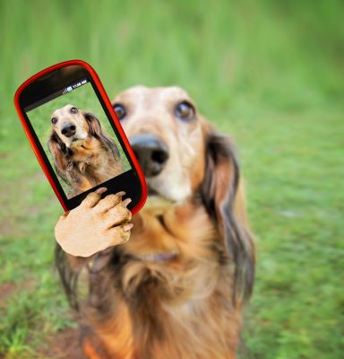 Dog Taking a Selfie Dog Taking a Selfie