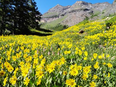 Dromedary Peak Big Cottonwood Canyon