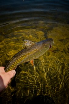 releasing a Brown Trout