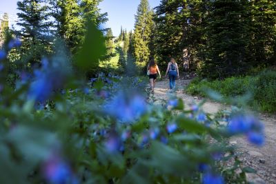 Hiking Albion Basin Hiking Albion Basin