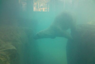 Hogle Zoo Underwater Polar Bear