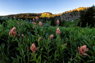 Logan Canyon Wildflowers