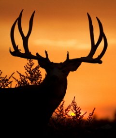 Mule Deer At Sunset