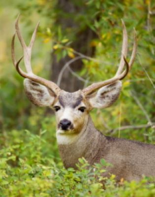 Mule Deer Buck In Forest Mule Deer Buck In Forest
