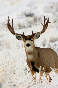 Mule Deer Buck