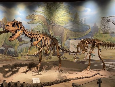 Trex Skeleton Utah Field House Museum