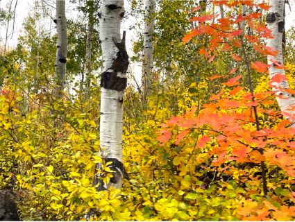 Utah Fall Leaves
