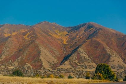 Utah Mountain Fall Leaves