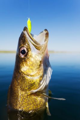 Walleye