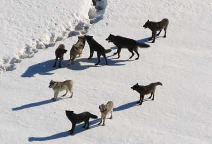Yellowstone Wolfpack
