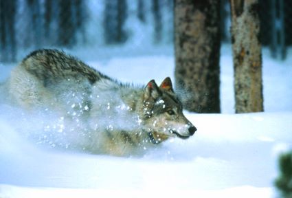 Yellowstone Wolf