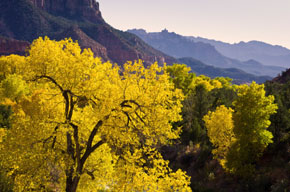 Zion Canyon In Fall