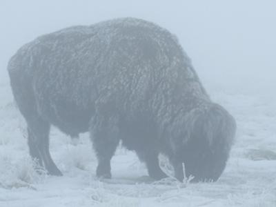 Bison in the snow